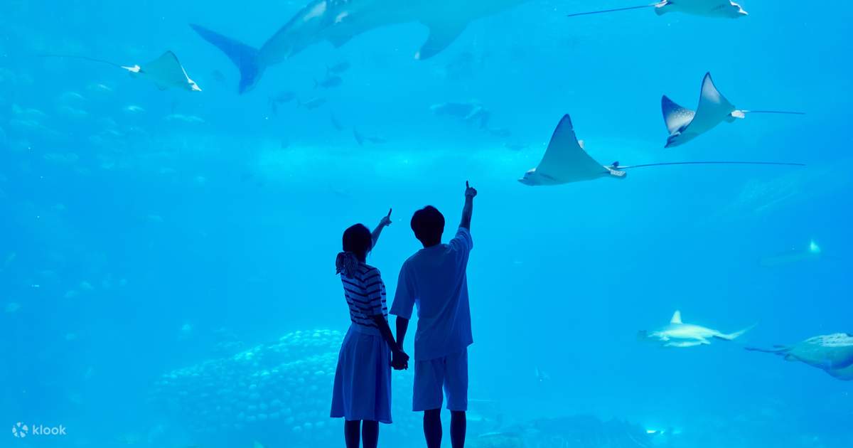 長隆長隆海洋王国（長隆オーシャンキングダムパーク） 入園チケット